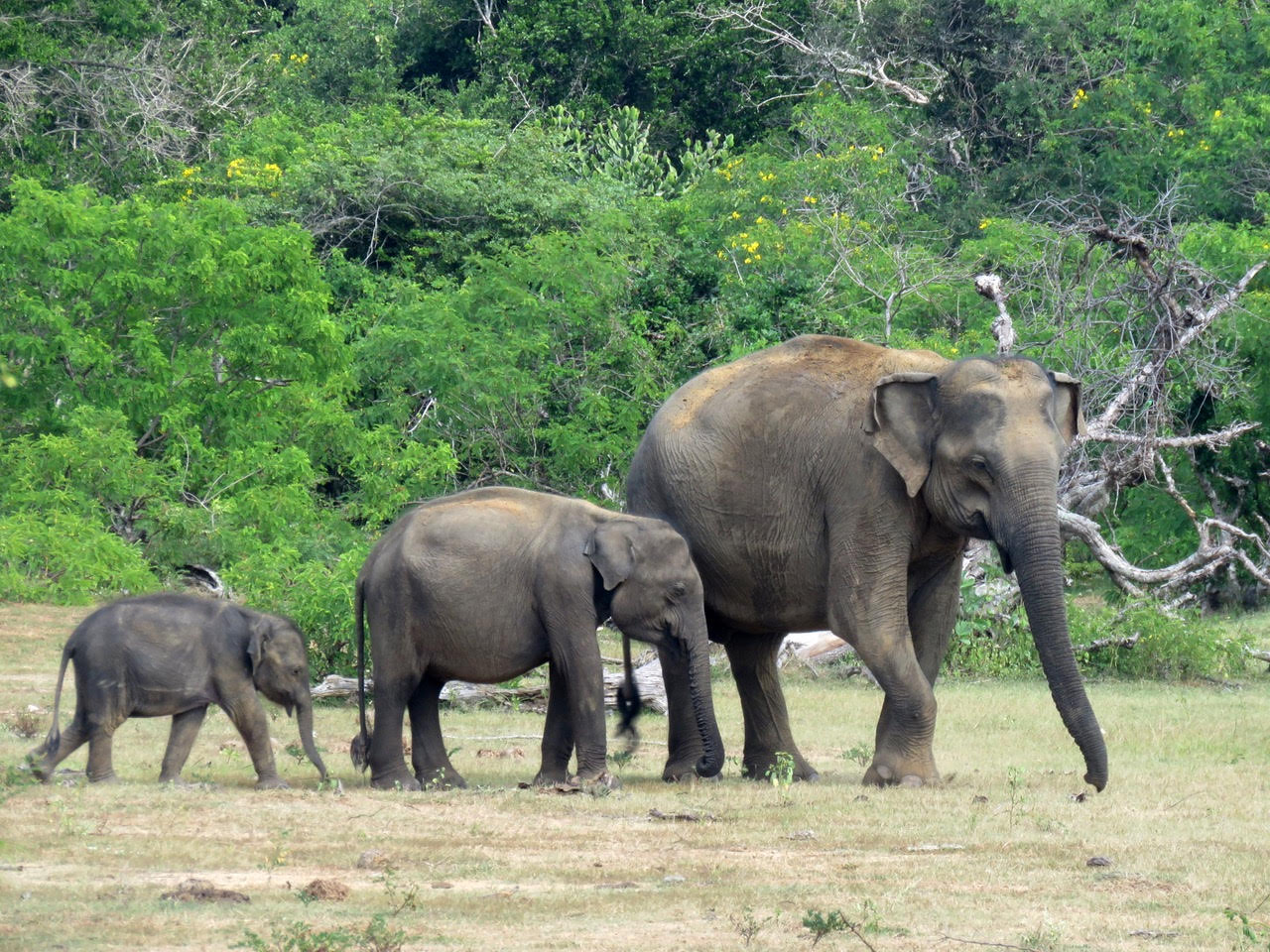 Yala Nationalpark